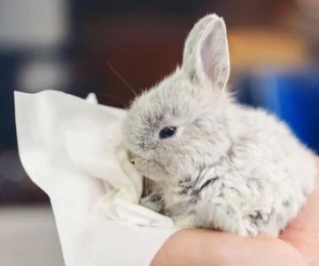 How to Recognize Signs of Illness in Rabbits Early and Effectively