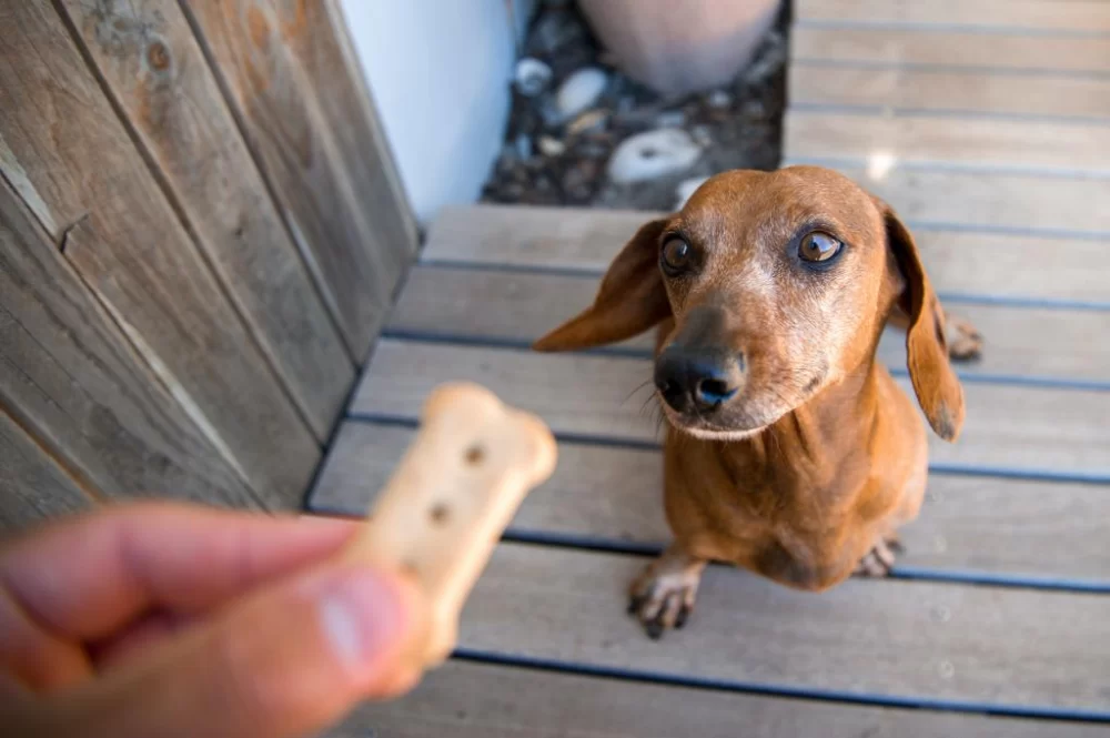 Homemade Treats for Diabetic Dogs: Healthy and Safe Snack Ideas