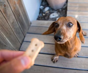 Homemade Treats for Diabetic Dogs: Healthy and Safe Snack Ideas