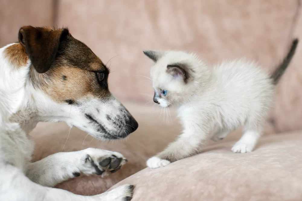 Effective Tips for Introducing a New Dog to Your Cat for a Harmonious Home