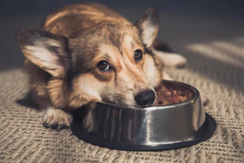 Best Dog Food for Puppies with Sensitive Stomach to Promote Healthy Digestion