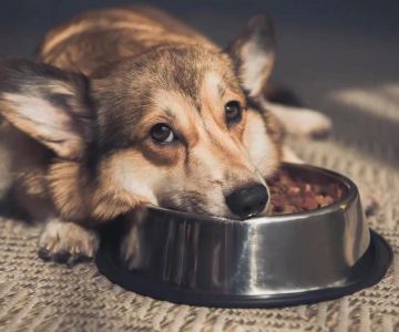 Best Dog Food for Puppies with Sensitive Stomach to Promote Healthy Digestion