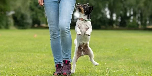 Effective Methods to Train Your Dog to Stop Jumping on People