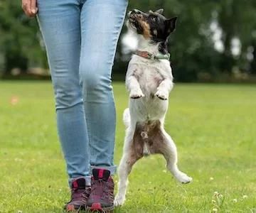 Effective Methods to Train Your Dog to Stop Jumping on People