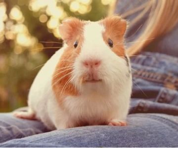 Effective Natural Flea Prevention for Guinea Pigs: Safe and Practical Methods