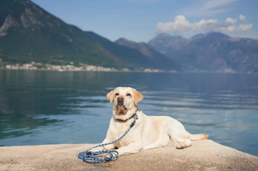 Effective Methods on How to Train a Dog to Walk Beside You Calmly