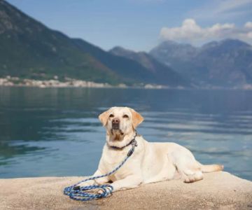 Effective Methods on How to Train a Dog to Walk Beside You Calmly