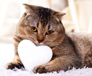 Recognizing Signs of Heart Disease in Dogs and Cats for Better Pet Care