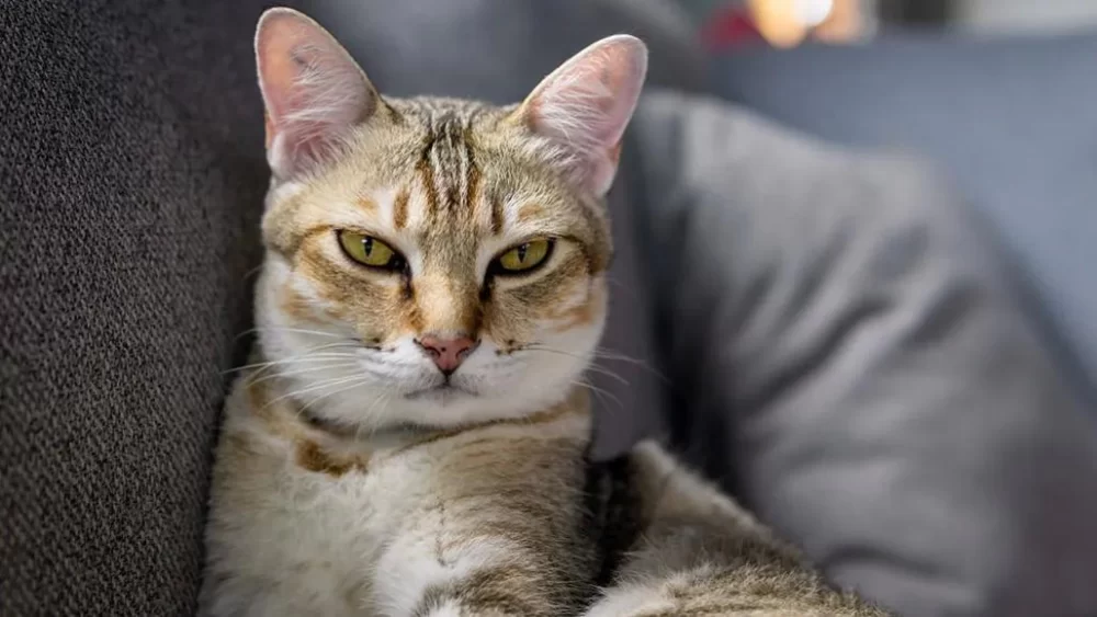 Recognizing the Signs of Allergies in Cats: What Every Cat Owner Should Know