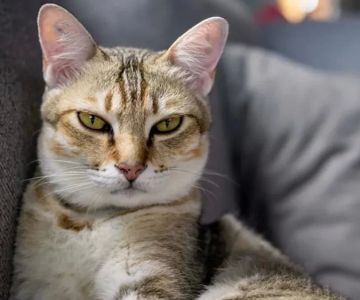Recognizing the Signs of Allergies in Cats: What Every Cat Owner Should Know