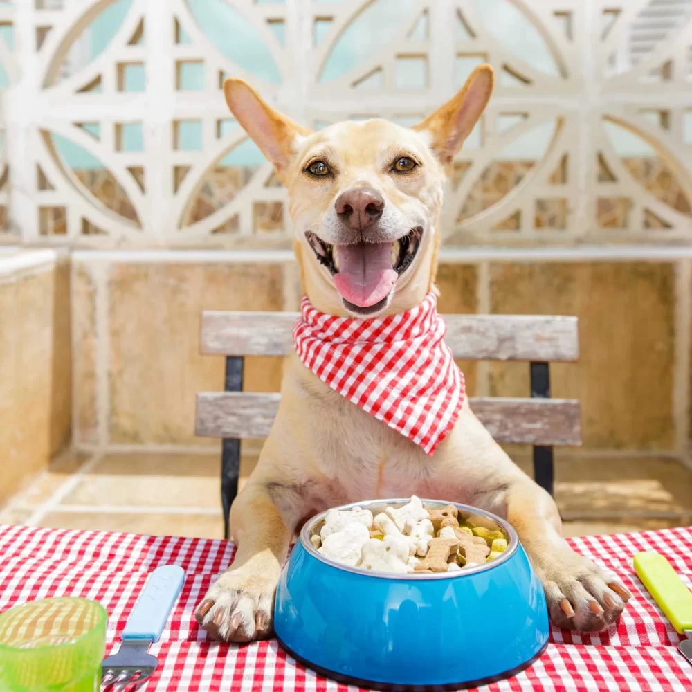 Homemade Food Recipes for Picky Dogs: Nutritious and Delicious Meal Ideas