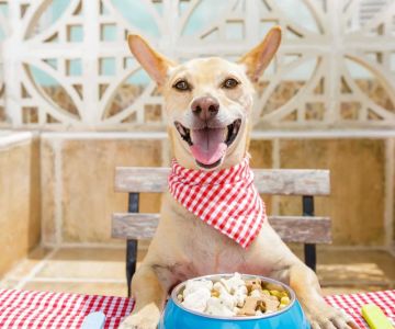 Homemade Food Recipes for Picky Dogs: Nutritious and Delicious Meal Ideas