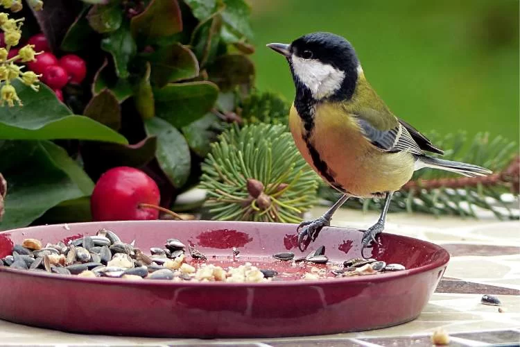 How to Make Effective Homemade Bird Seed Mixes for Finches: Tips and Recipes