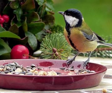How to Make Effective Homemade Bird Seed Mixes for Finches: Tips and Recipes