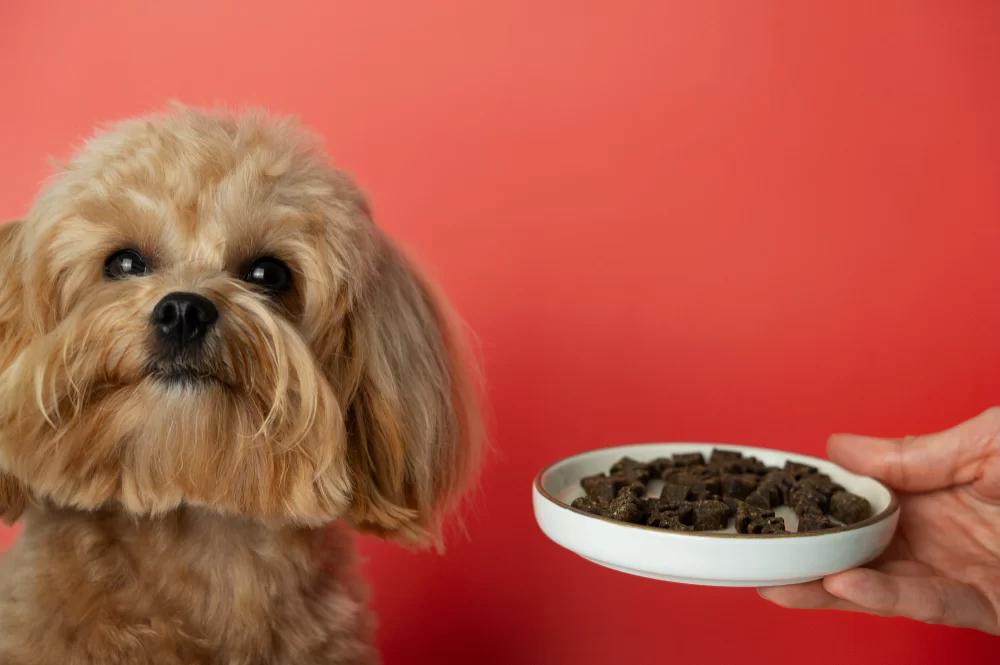 Homemade Dog Food for Dogs with Allergies: Safe and Nutritious Recipes