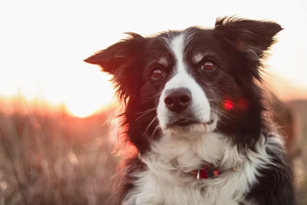 Recognizing Early Signs of Heart Disease in Dogs for Better Care