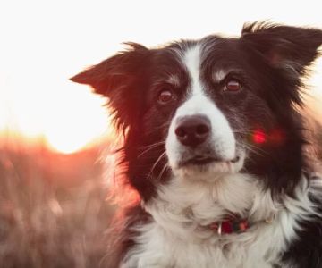 Recognizing Early Signs of Heart Disease in Dogs for Better Care