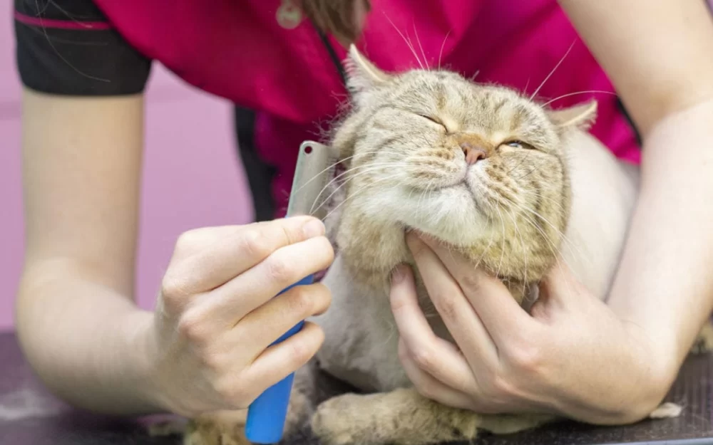 Expert Tips on How to Groom a Cat at Home for a Happy, Healthy Pet