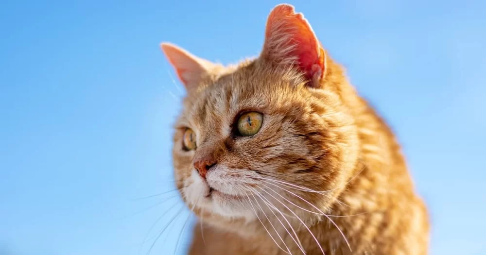 Recognizing the Signs of Arthritis in Cats: A Comprehensive Guide for Cat Owners