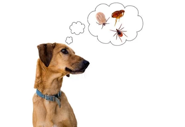 Recognizing the Signs of Fleas on Cats and How to Protect Your Pet