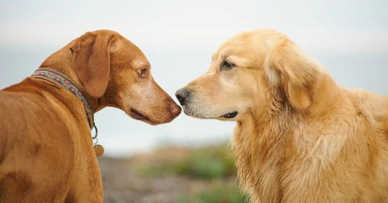 How to Socialize a Rescue Dog with Other Pets for a Harmonious Home