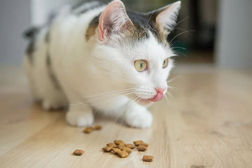Delicious Homemade Cat Treats for Picky Eaters That Your Cat Will Love