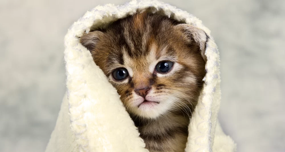 Effective Natural Remedies for Cat Respiratory Infections to Support Feline Health