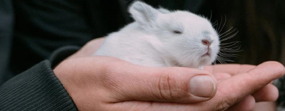 Recognizing Signs of Kidney Disease in Rabbits: What Every Owner Should Know