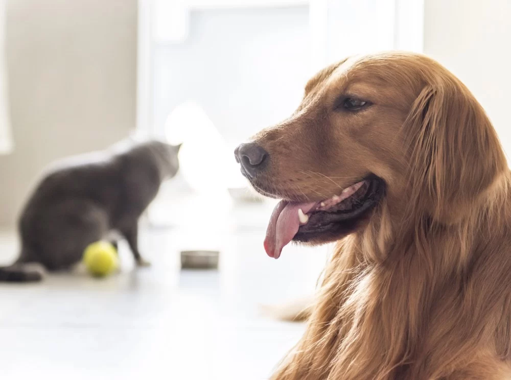 How to Handle Multi-Pet Households for a Harmonious Home Environment