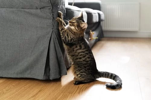 Effective Natural Ways to Stop Cats from Scratching Furniture