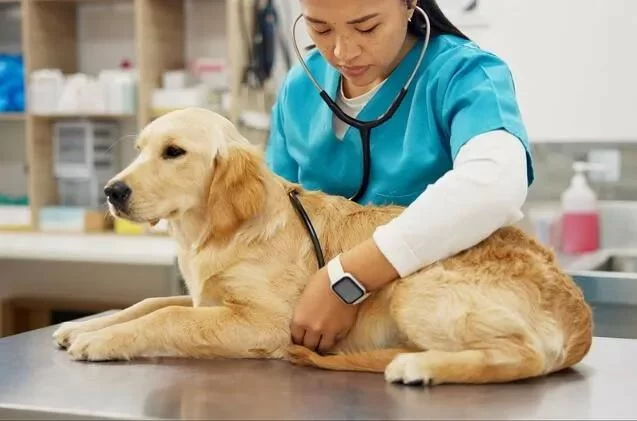 Recognizing Signs of Heart Problems in Dogs for Early Intervention
