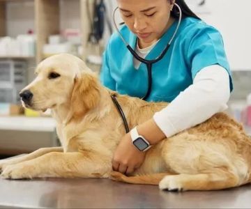 Recognizing Signs of Heart Problems in Dogs for Early Intervention
