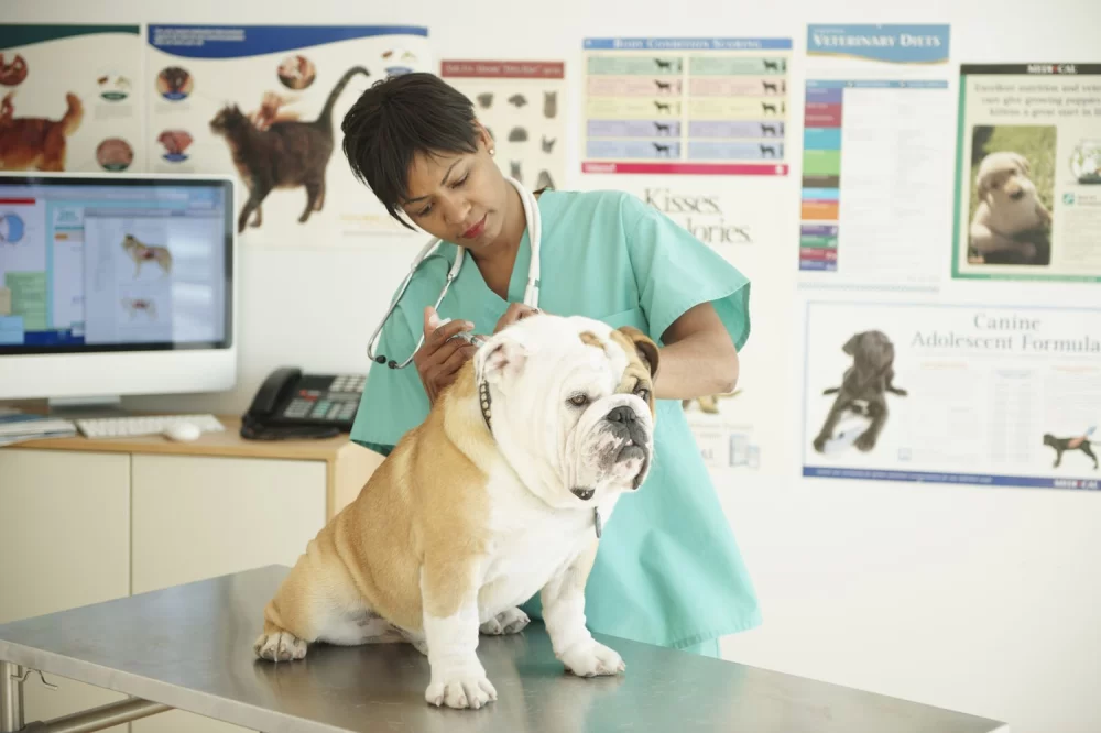 What Universities Offer Veterinary Medicine? Top Schools for Aspiring Vets