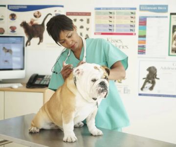 What Universities Offer Veterinary Medicine? Top Schools for Aspiring Vets