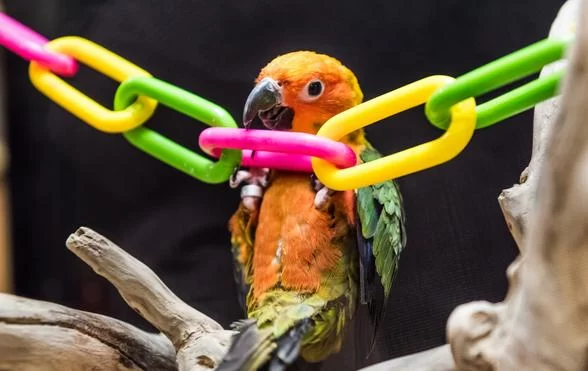 Creative and Safe Homemade Bird Toys for Parrots to Boost Enrichment