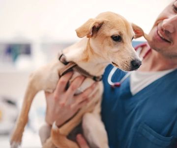 A Qué Edad Se Lleva Un Cachorro Al Veterinario: Guía Completa Para Nuevos Dueños