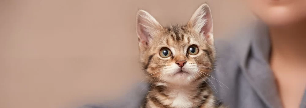 How to Introduce a New Kitten to Other Pets Safely and Smoothly