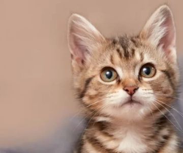 How to Introduce a New Kitten to Other Pets Safely and Smoothly