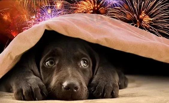How to Train a Dog to Stay Calm During Fireworks and Reduce Anxiety