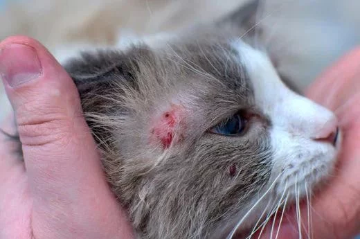 Effective Natural Remedies for Itchy Cats to Soothe Your Feline’s Skin