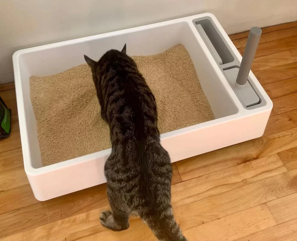 Best Cat Litter Solutions for Multiple Cats and Effective Odor Control