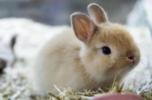 Recognizing Signs of Kidney Disease in Rabbits: Essential Insights for Rabbit Owners