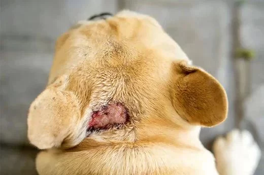Effective Natural Remedies for Dog Hot Spots and Itching to Soothe Your Pet
