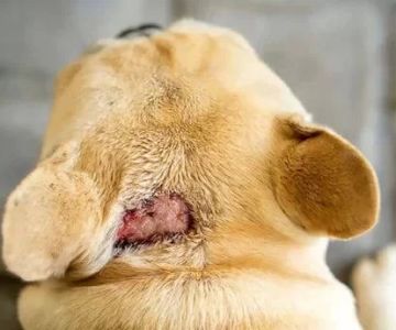 Effective Natural Remedies for Dog Hot Spots and Itching to Soothe Your Pet