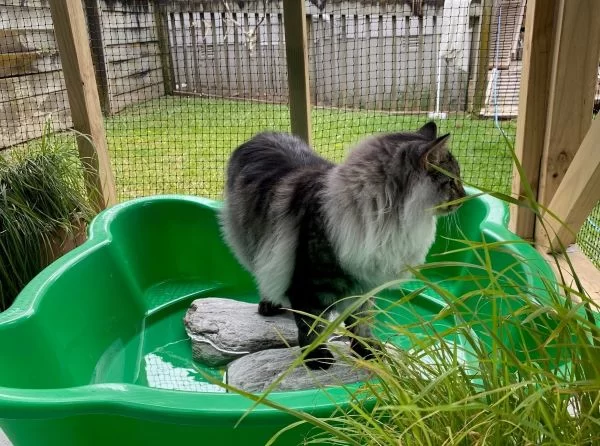 How to Build a Cat Enclosure That Keeps Your Cat Safe and Happy