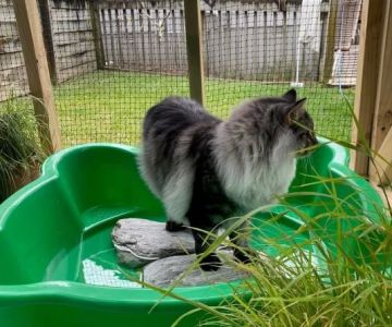 How to Build a Cat Enclosure That Keeps Your Cat Safe and Happy
