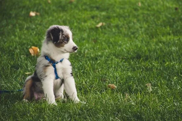 Best Vitamins for Puppies to Support Healthy Growth and Development