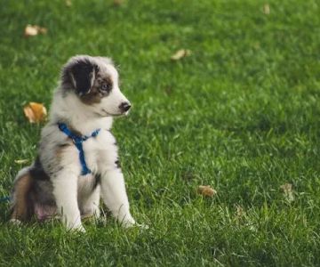 Best Vitamins for Puppies to Support Healthy Growth and Development