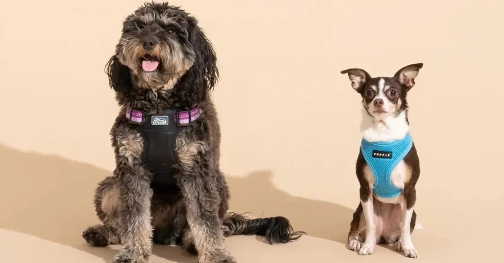 Choosing the Best Dog Harness for Pulling: Expert Tips and Top Picks