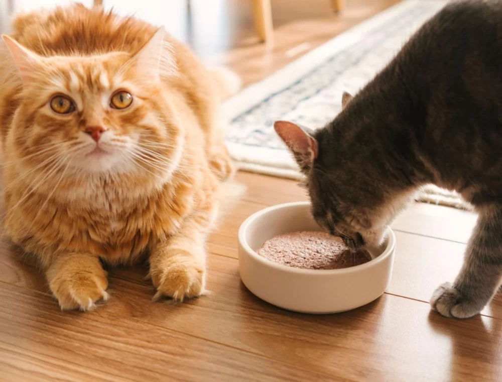 Effective Diet Strategies to Support Cats with Urinary Problems
